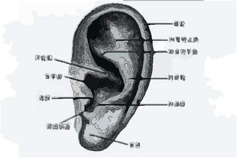 耳朵痣男|男人耳朵有痣的命运 图解分析